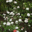 Viburnum carlesii (3)